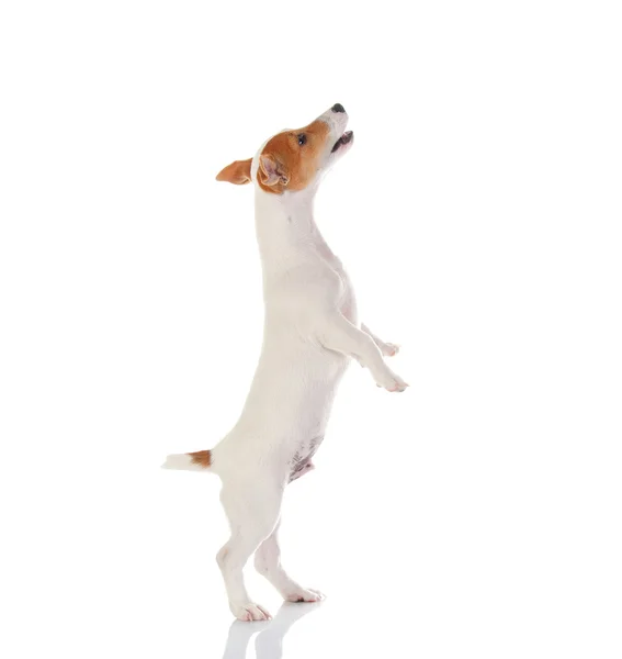 Jack russell terrier — Stock Photo, Image