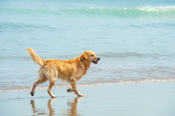 Labrador Retriever jugando en la playa — Foto de Stock