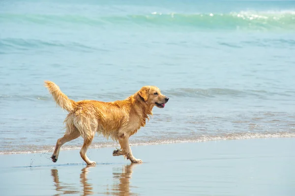 Labrador Retriever playing at the beach Stock Picture