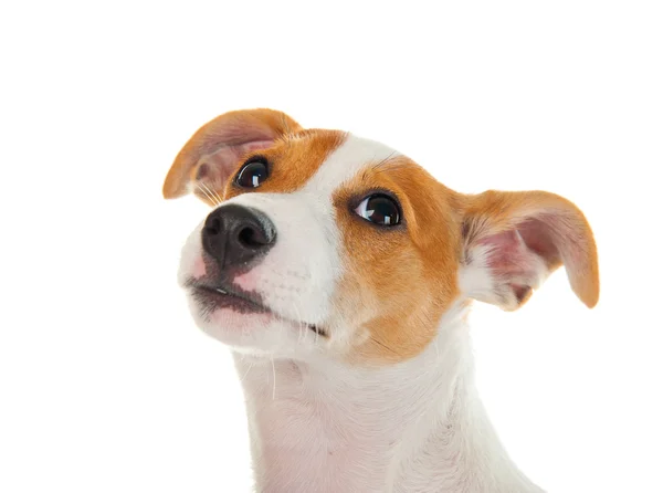 Jack terrier de russell — Fotografia de Stock