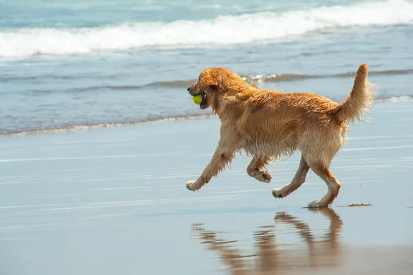 Labrador Retriever เล่นที่ชายหาด — ภาพถ่ายสต็อก