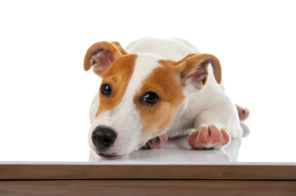 Jack russell Terriër — Stockfoto