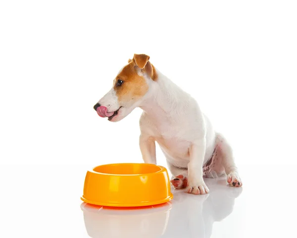 Jack russell terrier — Stock Photo, Image