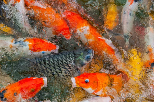 Färgglada Koi karp — Stockfoto