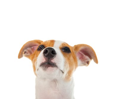 Jack Russell Teriyeri