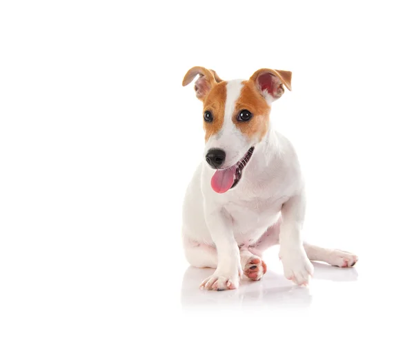 Jack russell teriér — Stock fotografie