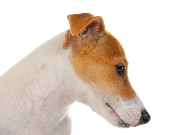 Jack Russell Terrier Przewodniczący — Zdjęcie stockowe