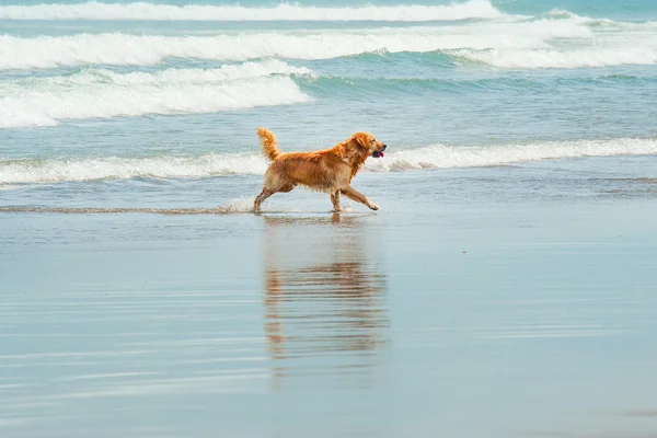 Labrador Retriever tocando na praia — Fotografia de Stock