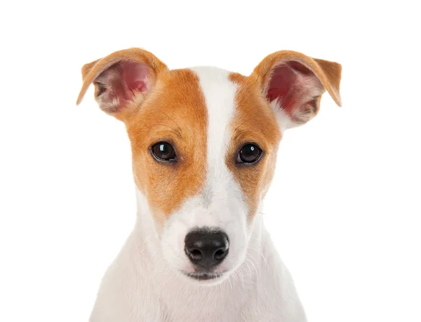 Jack russell terrier — Stock Photo, Image