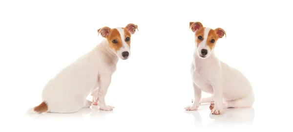 Jack russell terrier — Stock Photo, Image