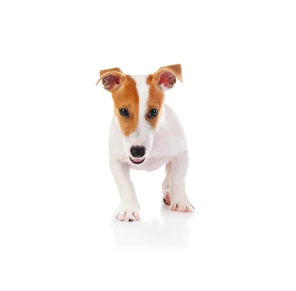 Jack russell terrier — Stock Photo, Image