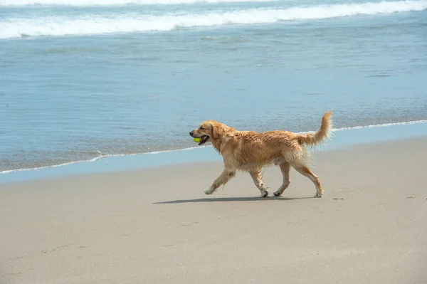 Labrador Retriever spelen op het strand — Stockfoto