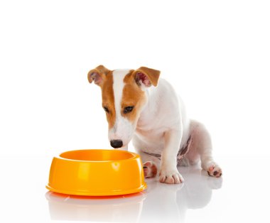 Jack Russell Teriyeri