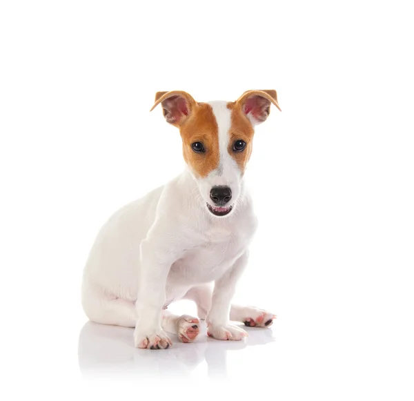 Jack Russell Terrier Przewodniczący — Zdjęcie stockowe