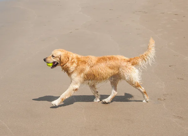 Labrador Retriever jugando en la playa — Foto de Stock