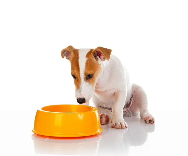 Jack russell terrier — Stock Photo, Image