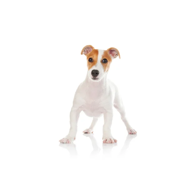 Jack Russell Terrier Przewodniczący — Zdjęcie stockowe