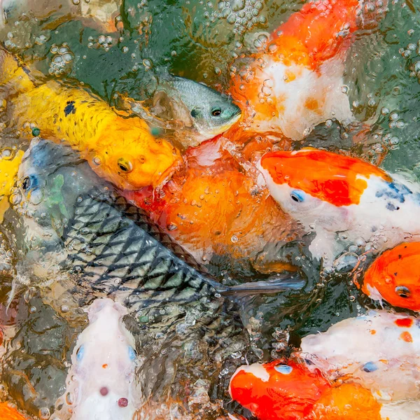 Colorful Koi carp — Stock Photo, Image