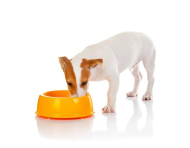 Jack Russell Teriyeri