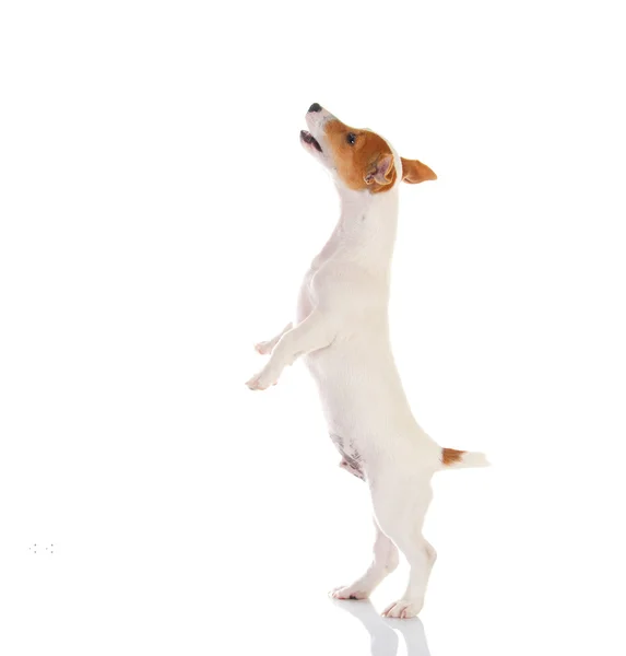 Jack russell terrier — Stockfoto