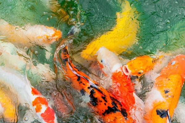 Colorful Koi carp — Stock Photo, Image