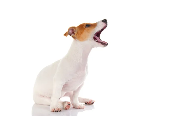 Jack russell Terriër — Stockfoto