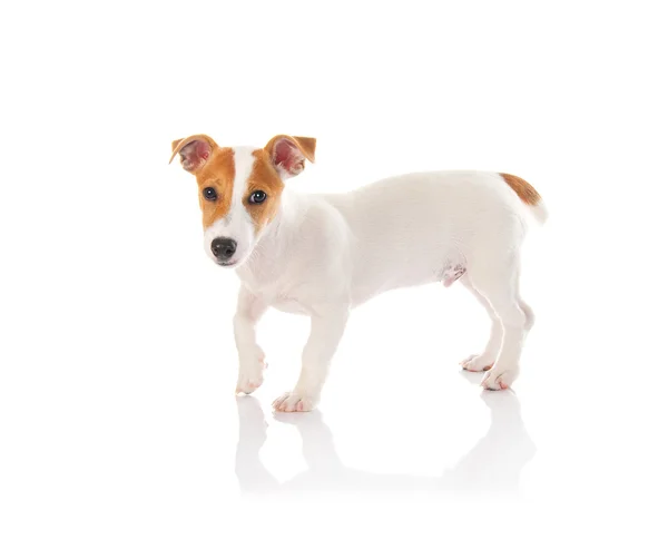 Jack russell Terriër — Stockfoto