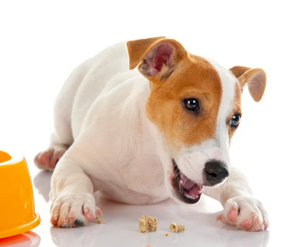 Jack russell terrier — Stock Photo, Image