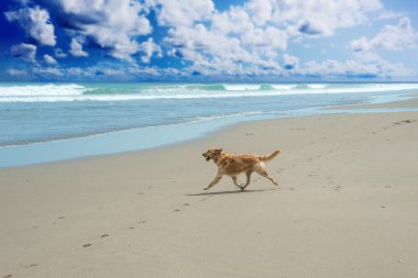 Labrador Retriever playing at the beach clipart