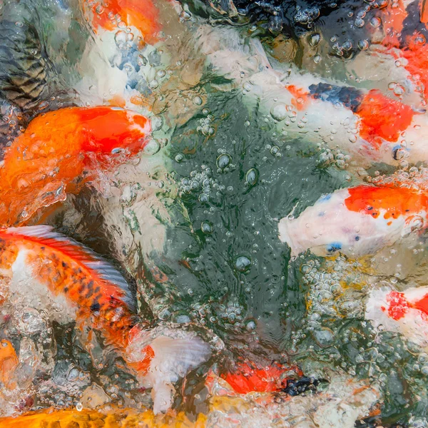 Färgglada Koi karp — Stockfoto