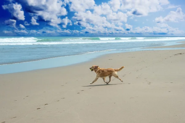 Labrador Retriever kumsalda oynarken — Stok fotoğraf