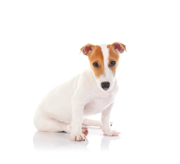 Jack Russell Terrier vagyok. — Stock Fotó