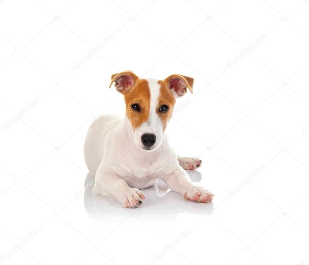 Jack russell terrier