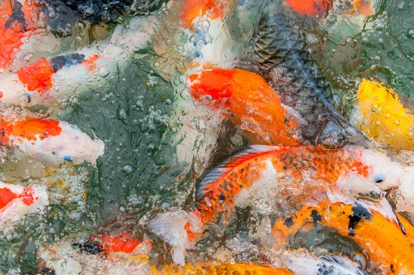 Färgglada Koi karp — Stockfoto