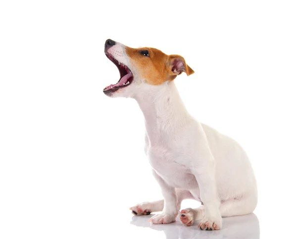 Jack terrier de russell — Fotografia de Stock