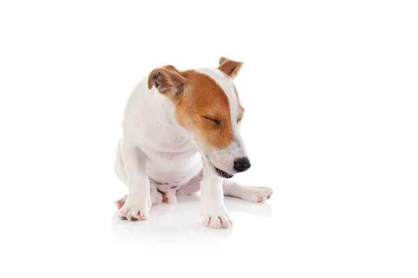 Jack russell terrier — Stock Photo, Image