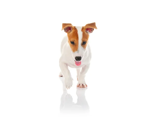 Jack russell Terriër — Stockfoto