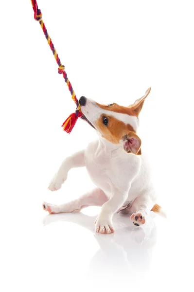 Jack russell terrier — Stock Photo, Image