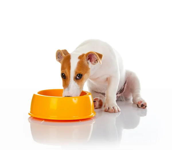 Jack russell terrier — Stock Photo, Image