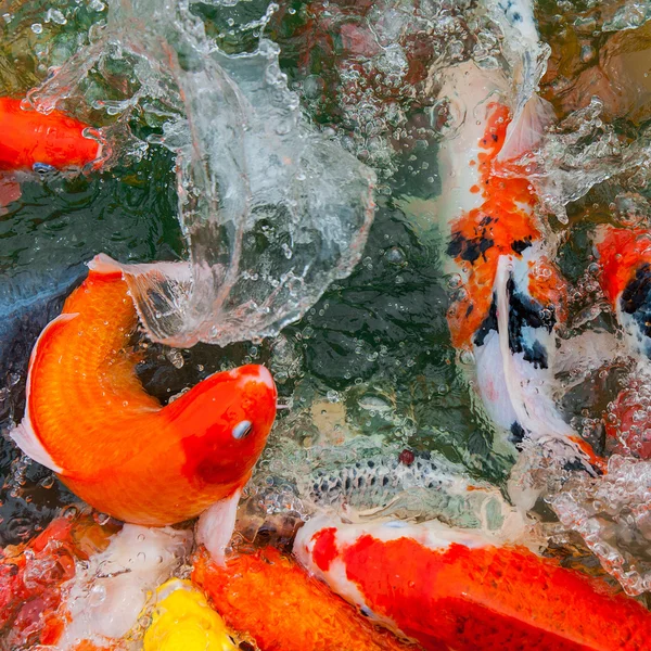 다채로운 잉어 잉어 — 스톡 사진