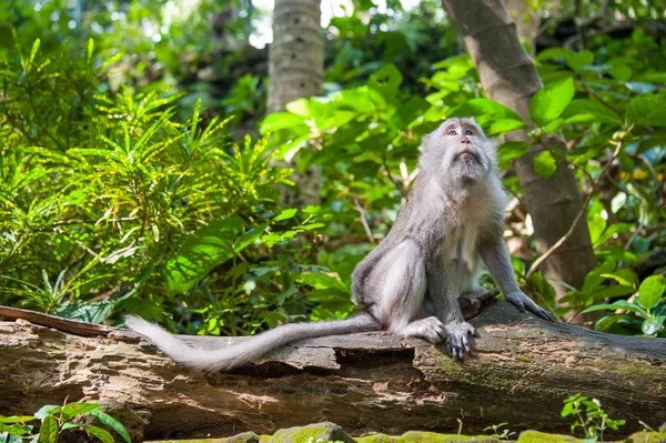 Monkey in the jungle — Stock Photo, Image