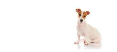 Jack Russell Teriyeri