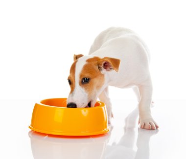 Jack Russell Teriyeri