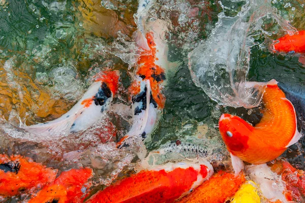 Carpa Koi colorida — Foto de Stock