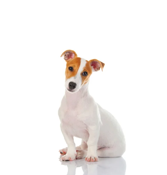 Jack Russell Terrier Przewodniczący — Zdjęcie stockowe