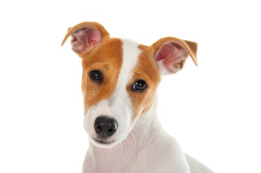 Jack Russell Teriyeri