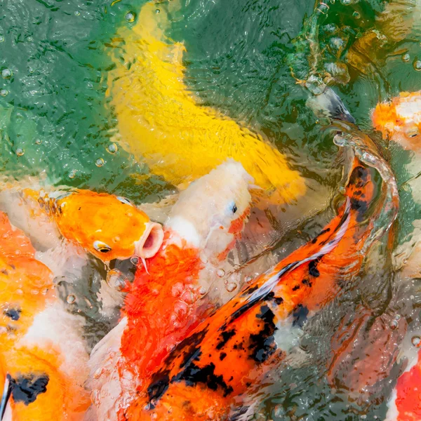 다채로운 잉어 잉어 — 스톡 사진