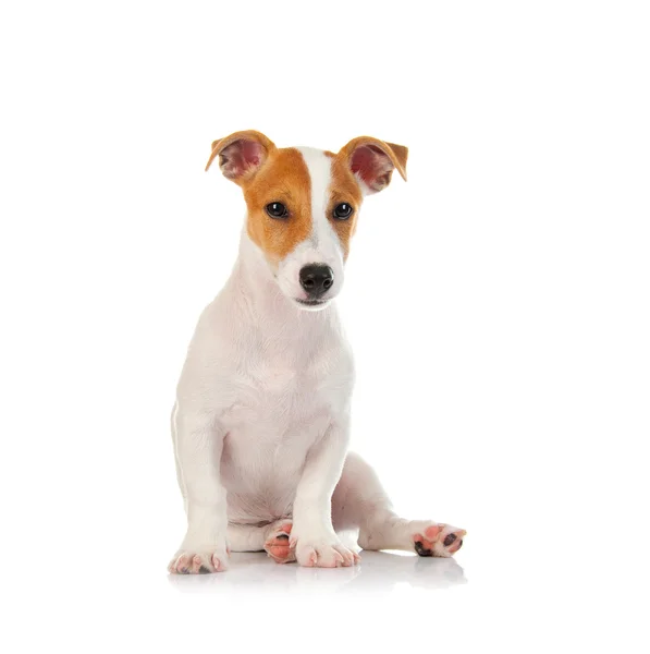 Jack terrier russell — Photo