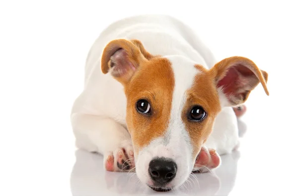 Jack russell Terriër — Stockfoto