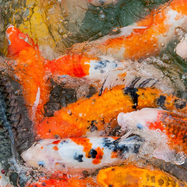 Colorful Koi carp — Stock Photo, Image